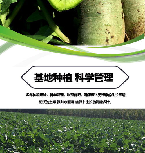 濰縣青蘿卜 孕期健康小幫手，新鮮脆甜的營養選擇